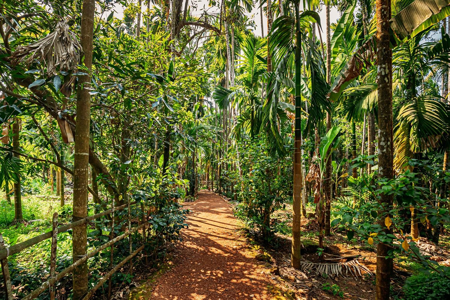 Day 5 in Ponda / Interior Goa, scene 1
