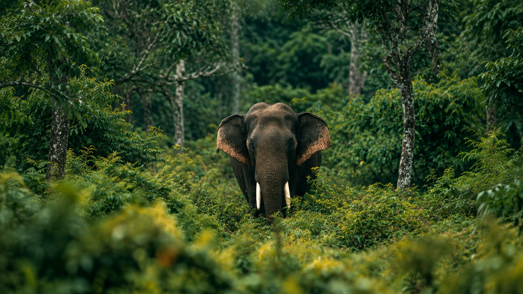 Day 2 in Jim Corbett National Park, scene 2