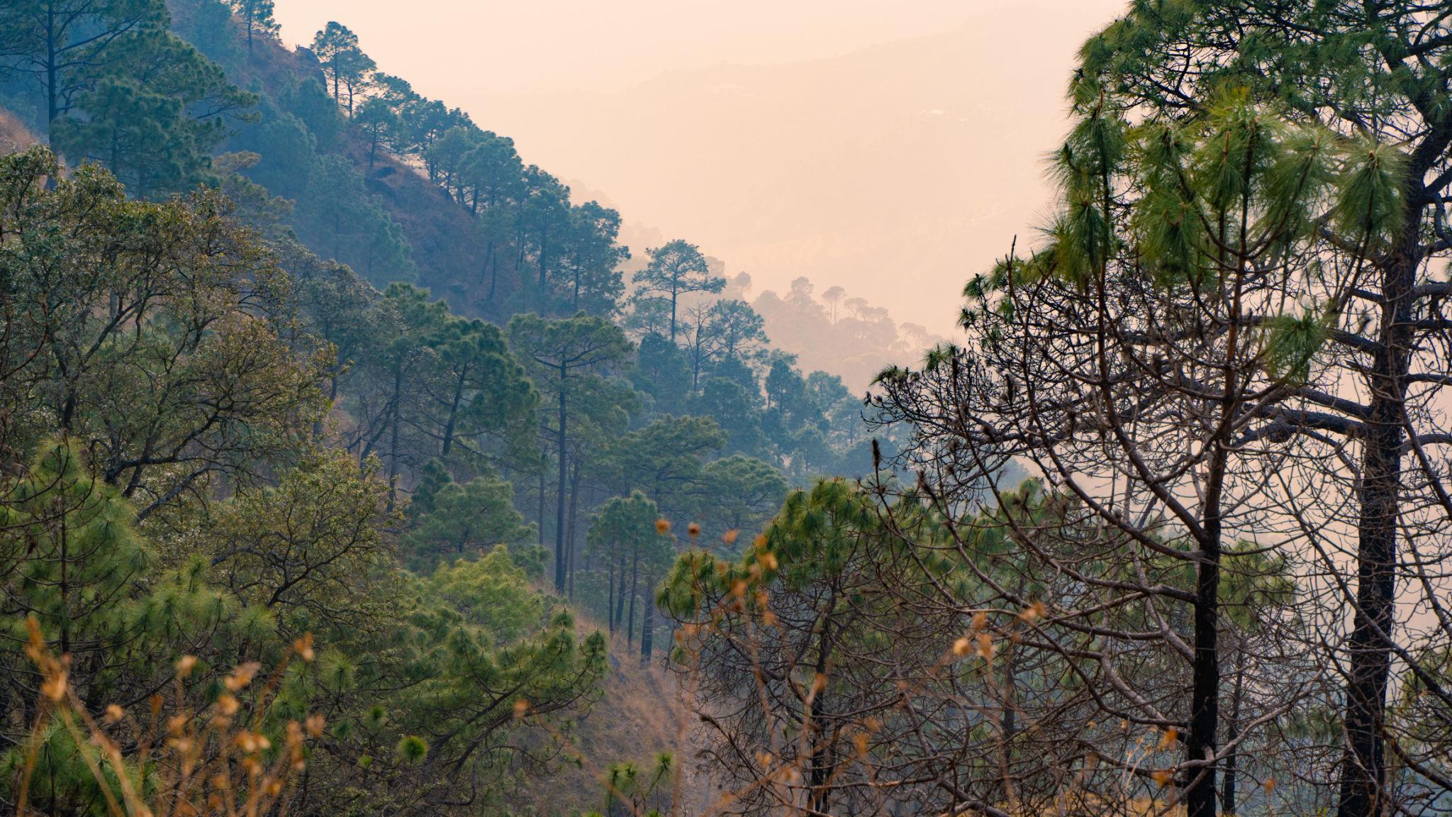 Day 2 in Kasauli, scene 1
