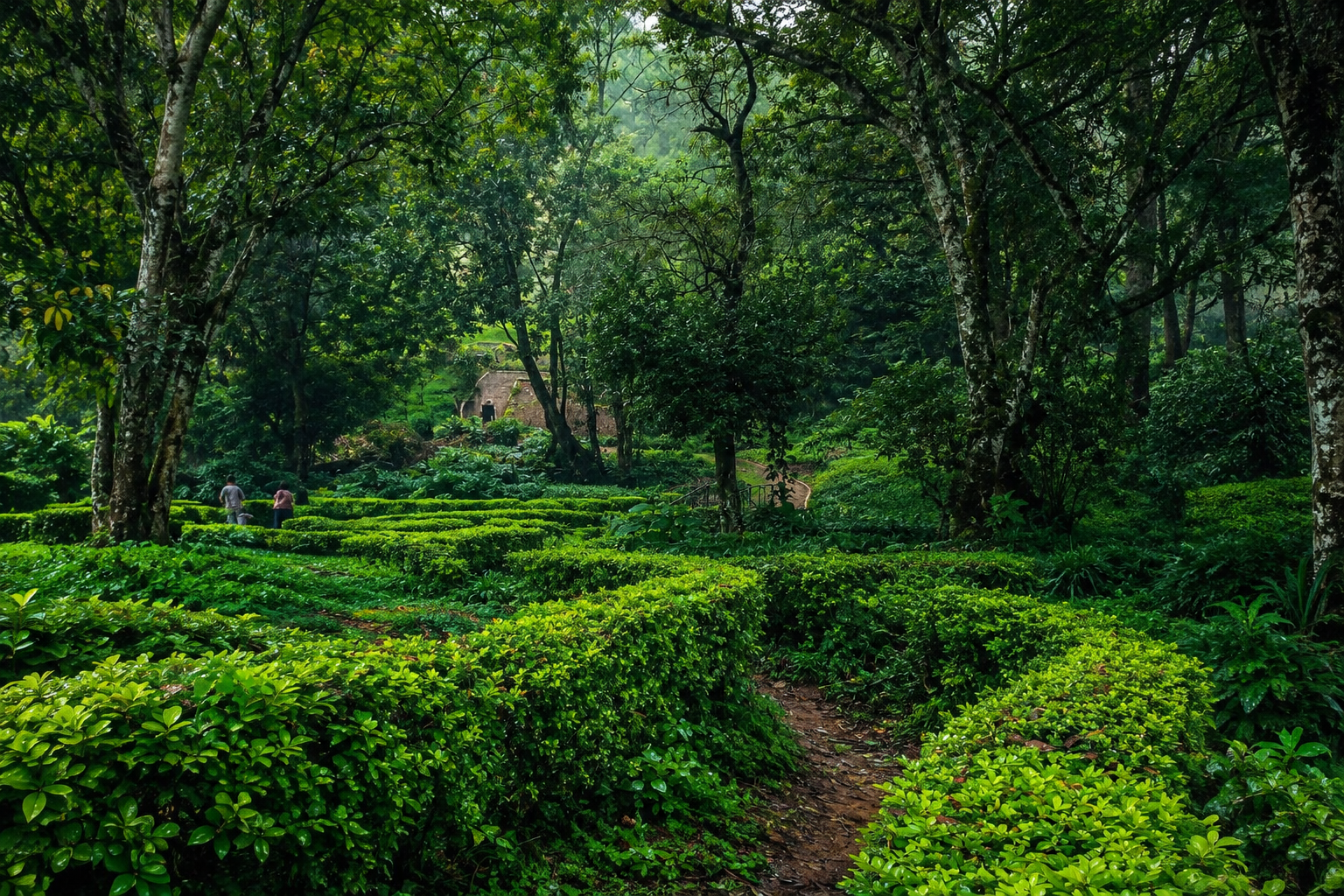 Day 2 in Coonoor & Ooty, scene 1